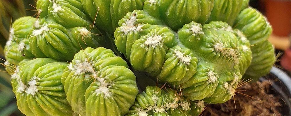 Venta de Cactus en Murcia y Alicante